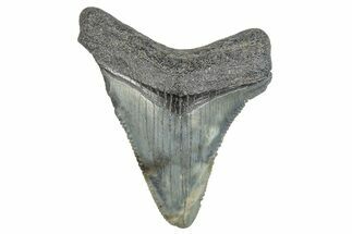 Serrated, Juvenile Megalodon Tooth - South Carolina #286603