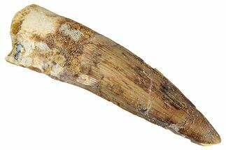 Fossil Spinosaurus Tooth - Real Dinosaur Tooth #286725