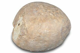 Cretaceous Sea Urchin (Holaster) Fossil - Texas #286461