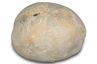 Cretaceous Sea Urchin (Holaster) Fossil - Texas #286486