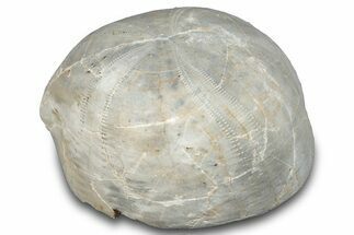 Cretaceous Sea Urchin (Holaster) Fossil - Texas #286510