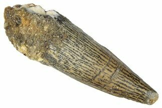 Juvenile Fossil Spinosaurus Tooth - Real Dinosaur Tooth #286755