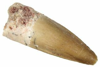 Juvenile Fossil Spinosaurus Tooth - Real Dinosaur Tooth #286759