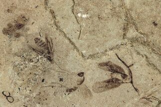 Three Fossil Wasps (Myrica) - Green River Formation, Colorado #286394