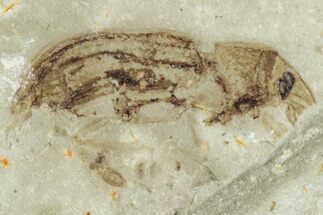 Fossil Beetle (Coleoptera) - Green River Formation #286430