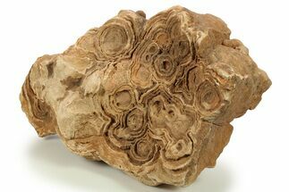 Flower-Like Sandstone Concretion - Pseudo Stromatolite #287067