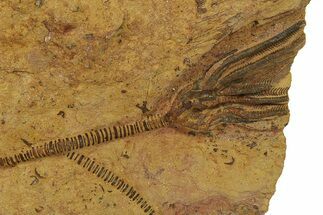 Ordovician Fossil Crinoid Plate - Marzane, Morocco #287085