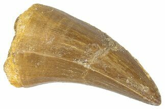 Fossil Mosasaur (Mosasaurus) Tooth - Morocco #286315