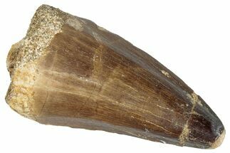 Fossil Mosasaur (Prognathodon?) Tooth - Morocco #286317
