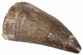 Fossil Mosasaur (Prognathodon) Tooth - Morocco #286326