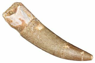 Fossil Plesiosaur (Zarafasaura) Tooth - Morocco #287156