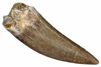 Fossil Plesiosaur (Zarafasaura) Tooth - Morocco #287163