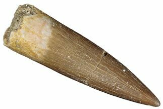 Fossil Plesiosaur (Zarafasaura) Tooth - Morocco #287165