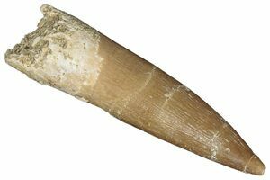 High Quality, 2.5 Inch, Upper Eocene Fossil Great White Shark Tooth from  Morocco (SKU V1438):- Carcharodon cf. carcharias