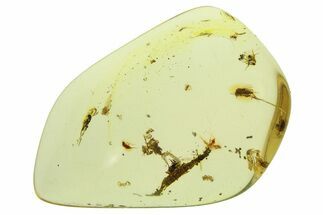 Polished Colombian Copal ( g) - Contains Spider and Flies! #286847