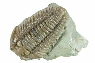 Large, Prone Flexicalymene Trilobite - Indiana #287235