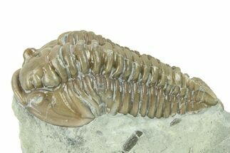 Prone Flexicalymene Trilobite - Indiana #287239