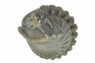 Wide, Enrolled Flexicalymene Trilobite - Indiana #287253