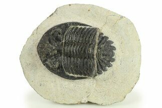 Bargain, Hollardops Trilobite Fossil - Ofaten, Morocco #287343