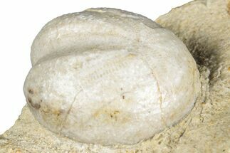 Cretaceous Echinoid (Heteraster) Fossil - Texas #287299