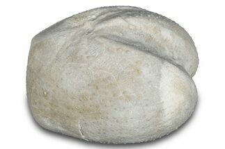 Cretaceous Echinoid (Heteraster) Fossil - Texas #287302