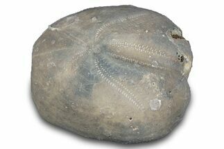 Cretaceous Echinoid (Heteraster) Fossil - Texas #287306