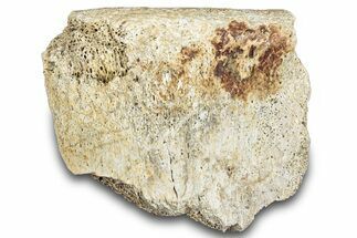 Hadrosaur Bone Section - Montana #287439
