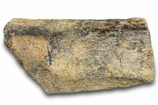 Hadrosaur Bone Section - Montana #287440
