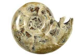 Polished, Sutured Ammonite (Eotetragonites?) Fossil - Madagascar #287548