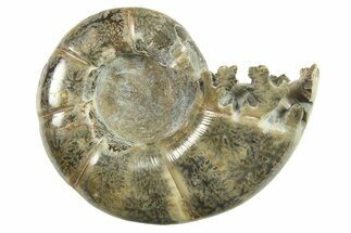 Polished, Sutured Ammonite (Argonauticeras) Fossil - Madagascar #287574