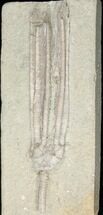 Parascytalocrinus Crinoid - Crawfordsville, Indiana #16088