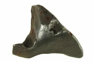 Fusion Crusted Sikhote-Alin Iron Meteorite ( g) - Russia #287877