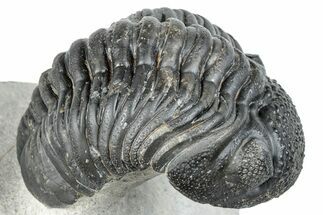 Curled Pedinopariops Trilobite - Mrakib, Morocco #287716