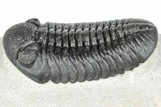 Prone Pedinopariops Trilobite - Mrakib, Morocco #287717