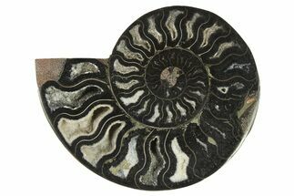 Cut & Polished Ammonite Fossil (Half) - Unusual Black Color #286664