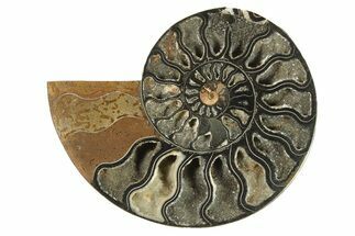 Cut & Polished Ammonite Fossil (Half) - Unusual Black Color #286671