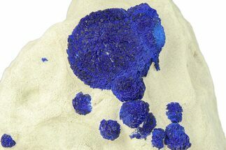 Vibrant Blue Azurite Suns on Siltstone - Australia #287972