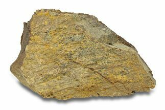 Hadrosaur Bone Section - Montana #287383