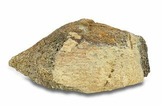 Hadrosaur (Edmontosaurus) Bone Section - Montana #287392