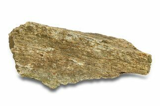 Dinosaur (Triceratops) Bone Section - Montana #287494