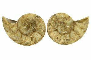 Top Quality 3.42 Inch Nautilus Fossil (#4320) For Sale