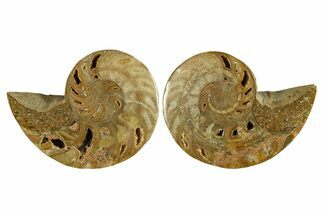 Jurassic Cut & Polished Nautilus (Cymatoceras) Fossil -Madagascar #287993