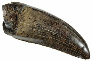 Beautiful, Serrated Tyrannosaur Tooth - Judith River Formation #288078