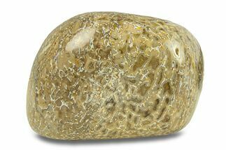 Polished Dinosaur Bone (Gembone) - Morocco #287516