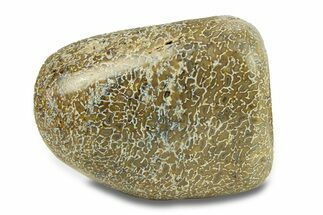 Polished Dinosaur Bone (Gembone) - Morocco #287521