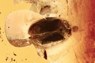 Detailed Fossil Marsh Beetle and Fungus Gnat in Baltic Amber #288504