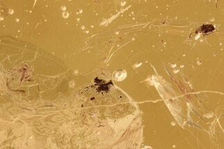 Fossil Gall Midge and Ant-Like Beetle in Baltic Amber #288584