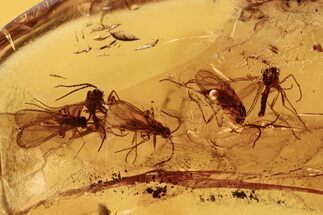 Five Detailed Fossil Fungus Gnats In Baltic Amber #288631