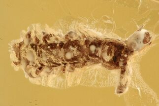 Fossil Stone Centipede (Lithobiidae) In Baltic Amber #288663