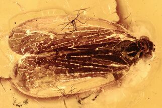Detailed Fossil Planthopper (Fulgoroidea) In Baltic Amber #288666